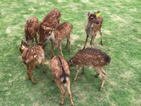 張美阿嬤農場捲空拍機投毒，滅對手家動物…發聲切割卻被抓漏洞！網喊阿嬤別再護航：兒是巨嬰出事就討奶吃